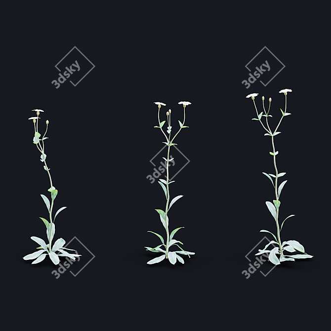 White Lychnis Flower Bundle	Collection 3D model image 6