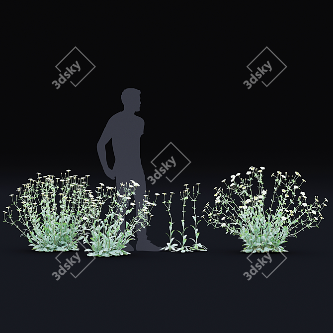 White Lychnis Flower Bundle	Collection 3D model image 7