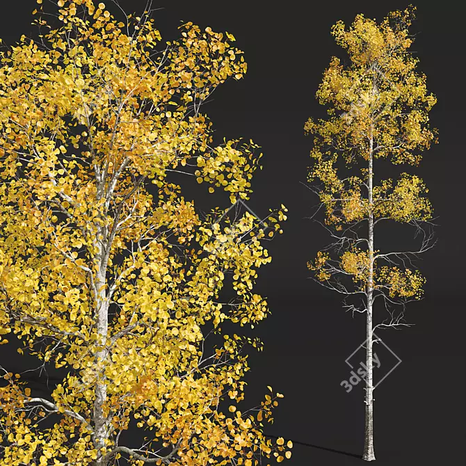 Trembling Aspen 3D Tree Model 3D model image 2