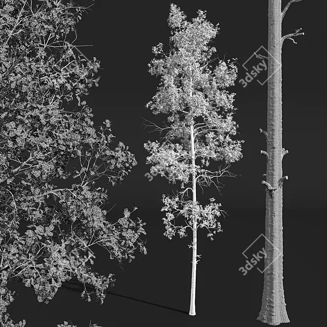 Trembling Aspen 3D Tree Model 3D model image 5