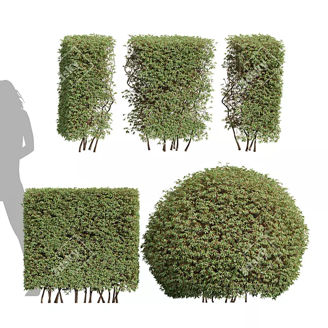 Pyrosia Lingua Fern Sphere Hedge 3D model image 1