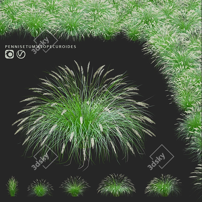 Decorative Pennisetum Grass Set 3D model image 1