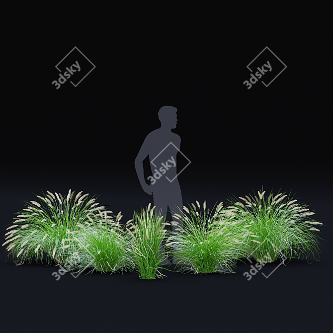 Decorative Pennisetum Grass Set 3D model image 2