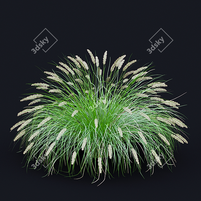 Decorative Pennisetum Grass Set 3D model image 3