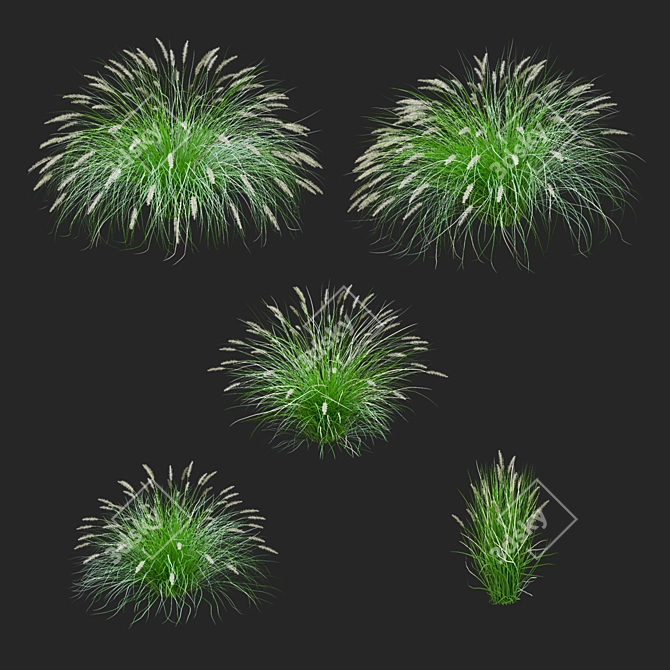 Decorative Pennisetum Grass Set 3D model image 5