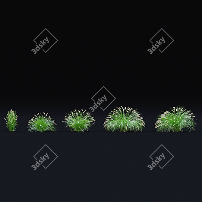 Decorative Pennisetum Grass Set 3D model image 7