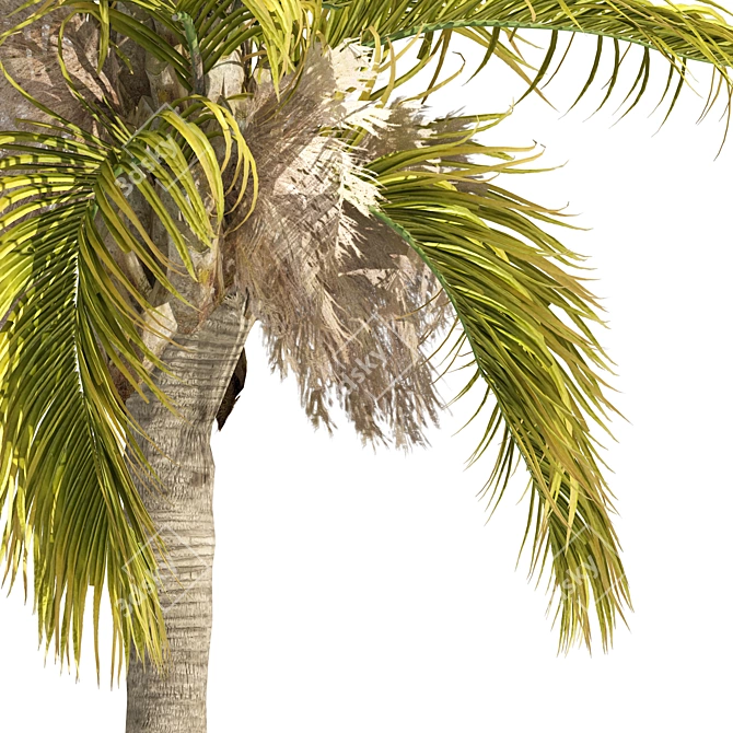 Exquisite Cocos Queen Palm Models 3D model image 4