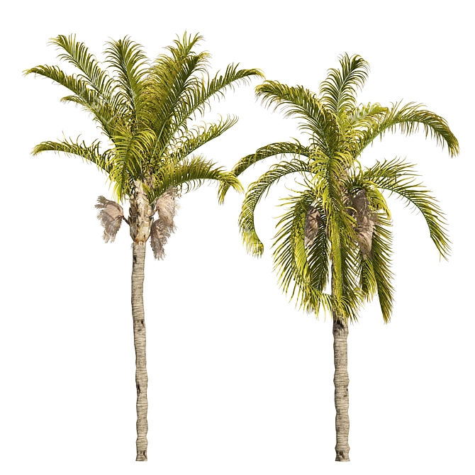 Exquisite Cocos Queen Palm Models 3D model image 5