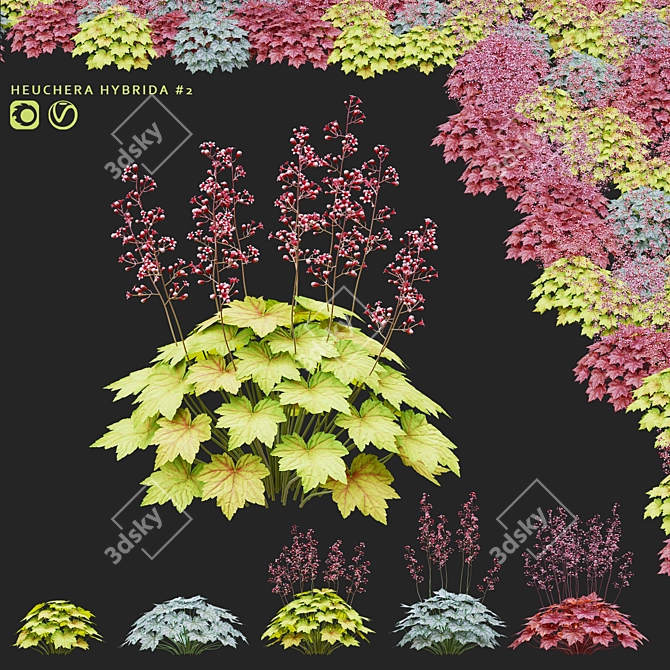 Hybrid Heuchera Flowers Collection 3D model image 1