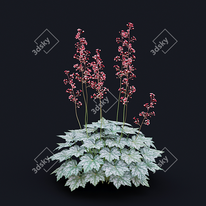 Hybrid Heuchera Flowers Collection 3D model image 7