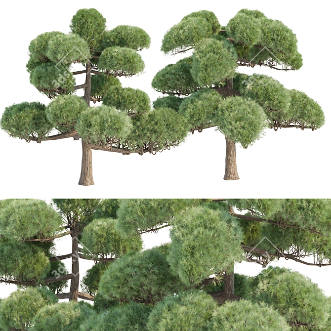Poplar Trees Collection 3D Model 3D model image 1