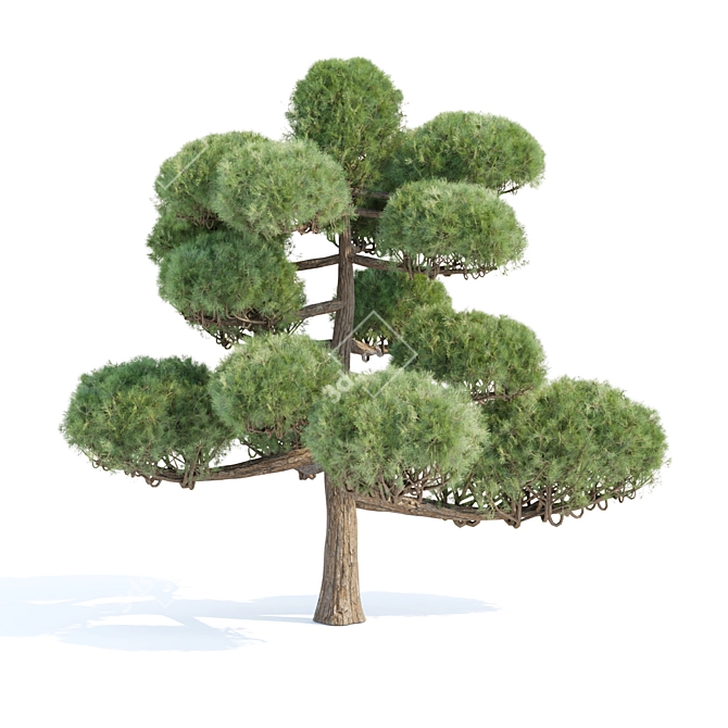 Poplar Trees Collection 3D Model 3D model image 3