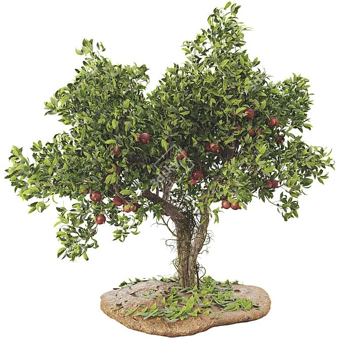 Pomegranate Tree 3D Model with Materials 3D model image 2