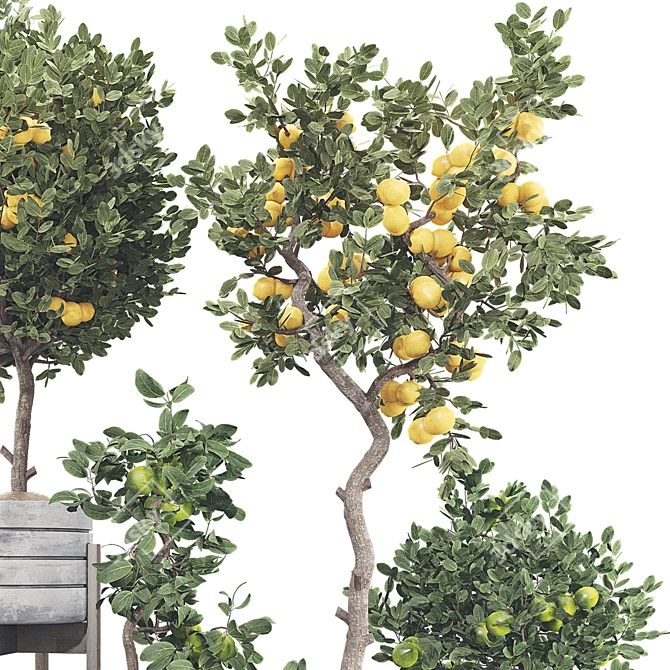 Fruit Tree Collection Set 21 3D model image 5