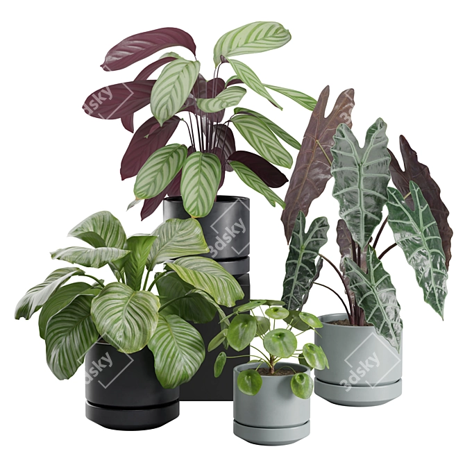 Exotic Indoor Plant Collection Pack 3D model image 1