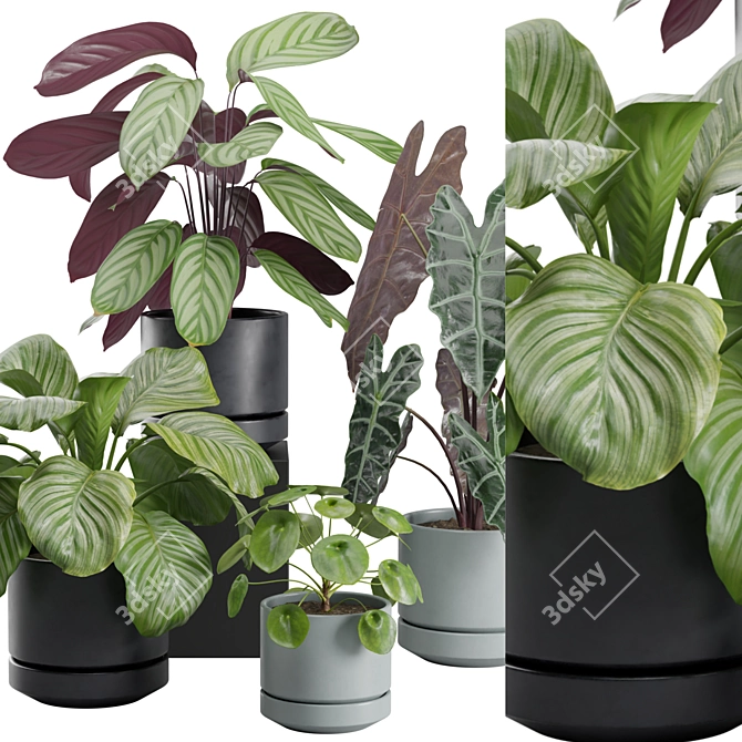 Exotic Indoor Plant Collection Pack 3D model image 3