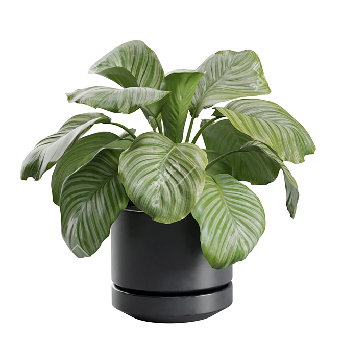 Exotic Indoor Plant Collection Pack 3D model image 4