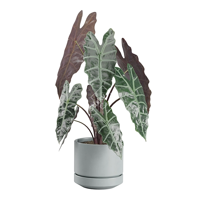 Exotic Indoor Plant Collection Pack 3D model image 5