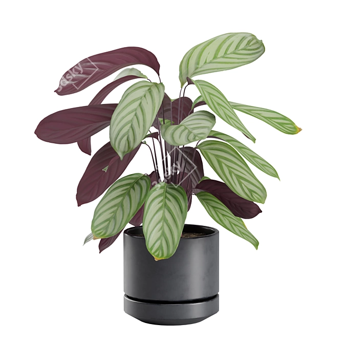 Exotic Indoor Plant Collection Pack 3D model image 6