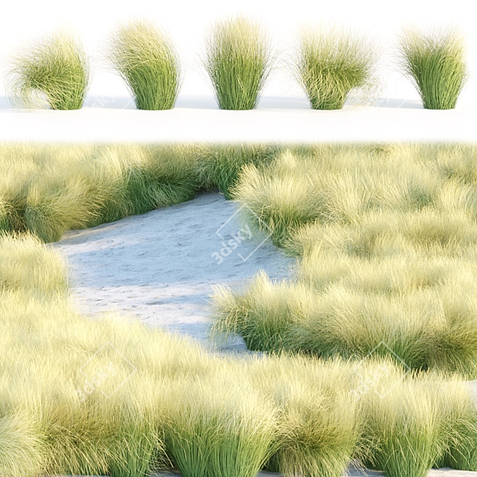 PBR Maram Grass 3D Model 3D model image 1