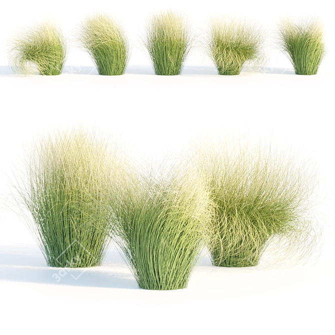 PBR Maram Grass 3D Model 3D model image 4