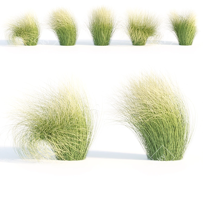 PBR Maram Grass 3D Model 3D model image 5