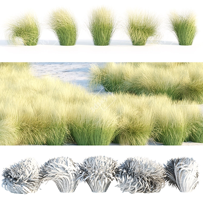 PBR Maram Grass 3D Model 3D model image 6