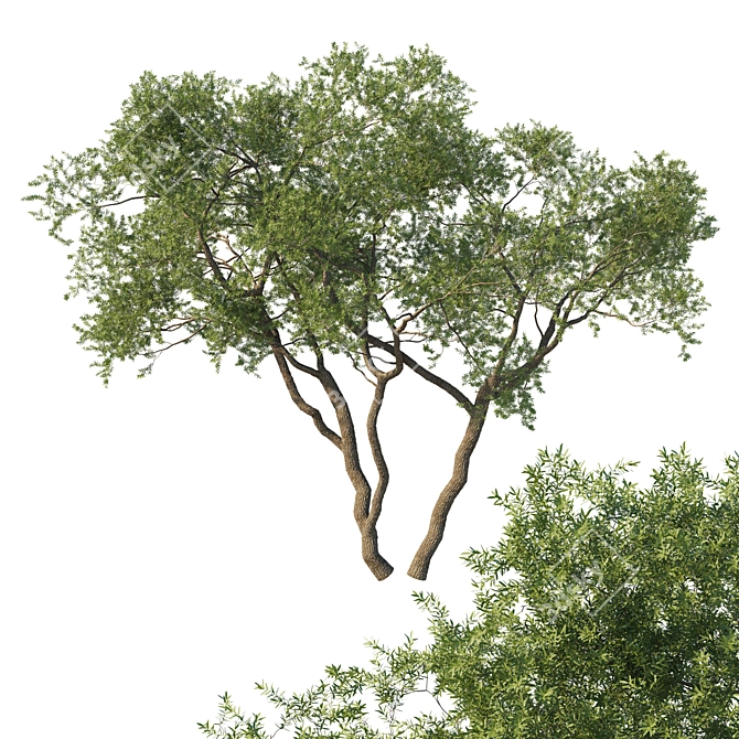 Premium Quercus Fusiformis 3D Model 3D model image 1