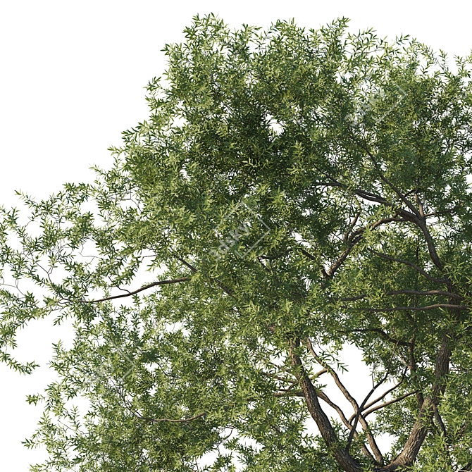Premium Quercus Fusiformis 3D Model 3D model image 2