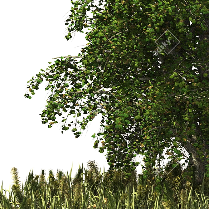 Japanese Katsura Tree 3D Model 3D model image 3