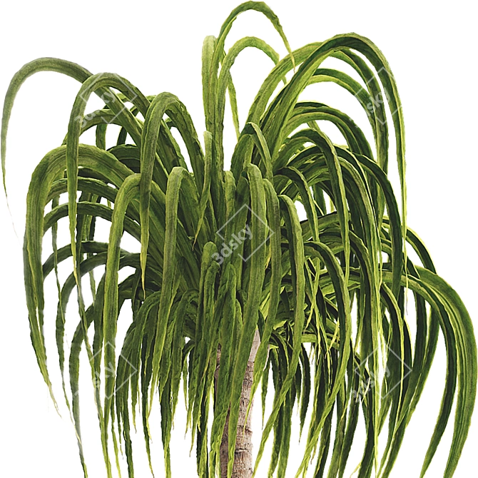 Exotic Ponytail Palm Tree Model 3D model image 6