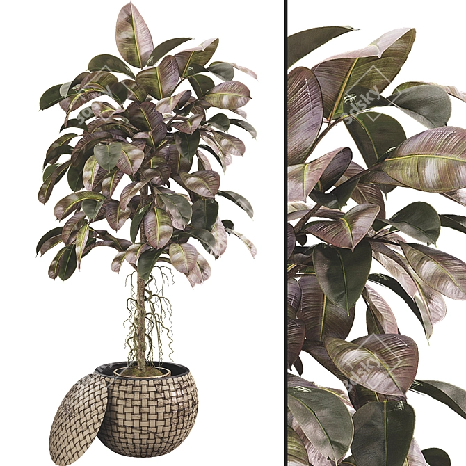 Indoor Ficus Elastica Rubber Plant 3D model image 1