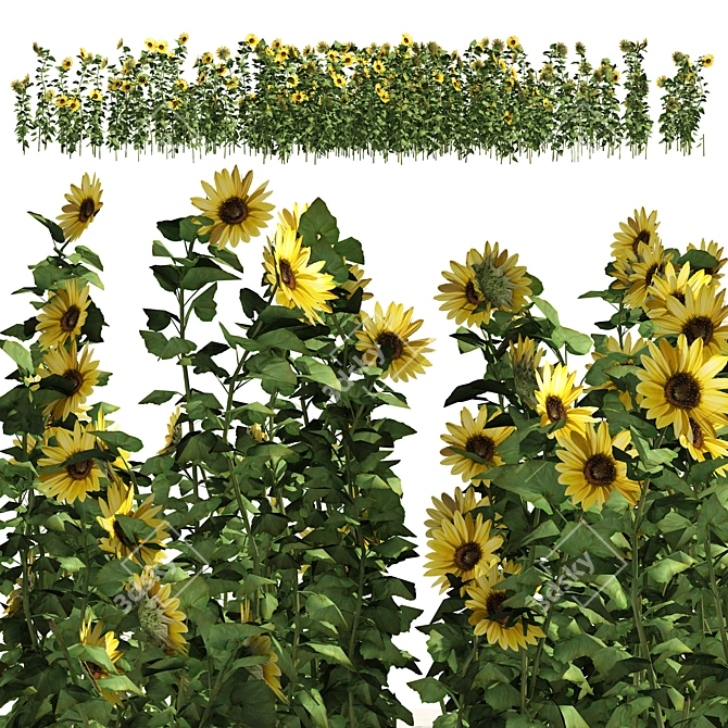 Optimized 3D Sunflower Field Model 3D model image 1