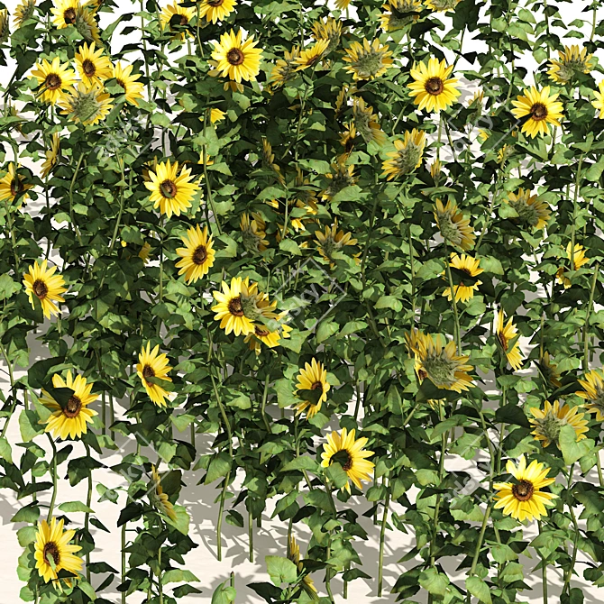 Optimized 3D Sunflower Field Model 3D model image 2