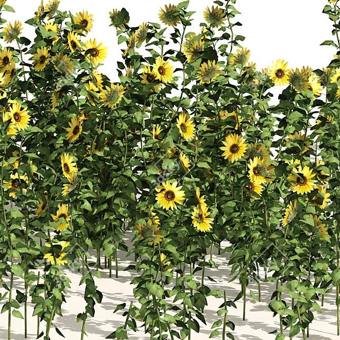 Optimized 3D Sunflower Field Model 3D model image 3