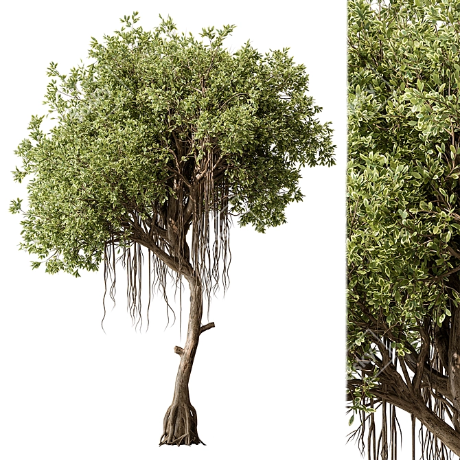Japanese Garden Trees Collection. 3D model image 2