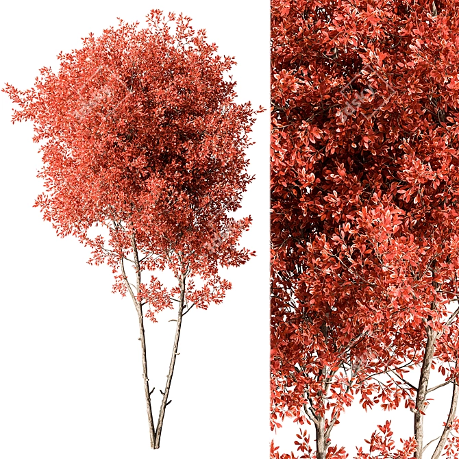 Maple Tree Set 129 3D model image 3