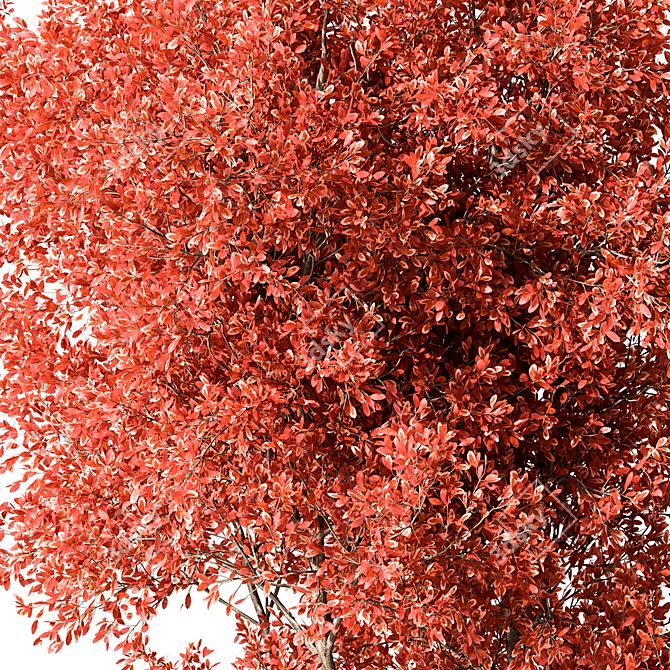 Maple Tree Set 129 3D model image 4