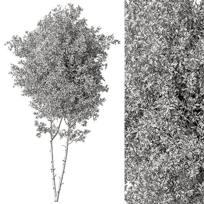 Maple Tree Set 129 3D model image 5