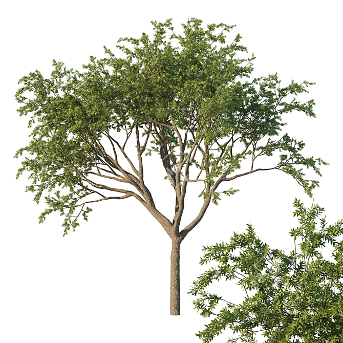 Fusiformis 04 Oak Tree Model 3D model image 1