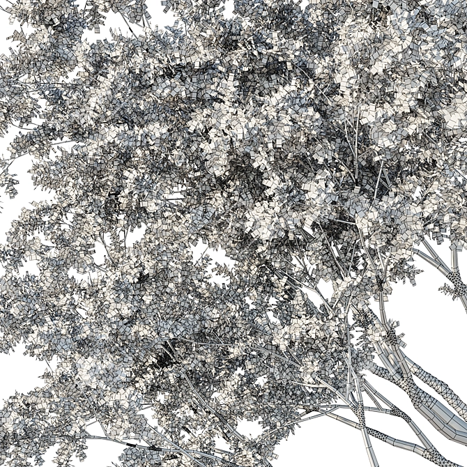 Fusiformis 04 Oak Tree Model 3D model image 3