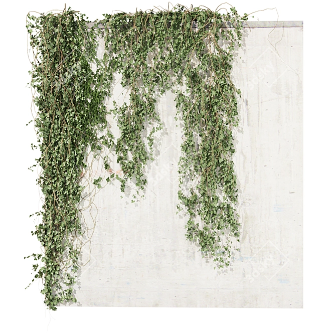 Quality Hedera Outdoor Plant Model 3D model image 2