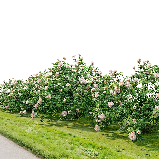 White Rose Bush 1.5m Height 3D model image 5