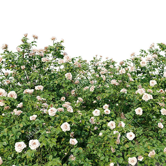 White Rose Bush 1.5m Height 3D model image 6