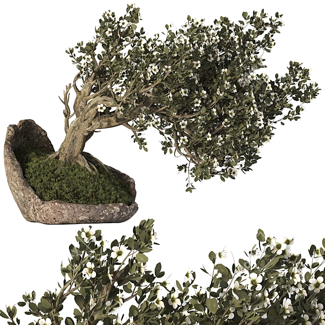 Bonsai Tree with Vase Ensemble 3D model image 1