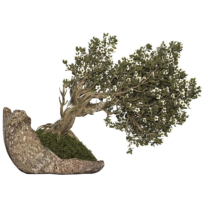 Bonsai Tree with Vase Ensemble 3D model image 4