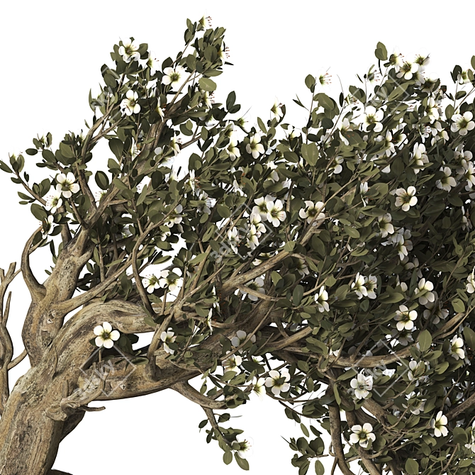 Bonsai Tree with Vase Ensemble 3D model image 6