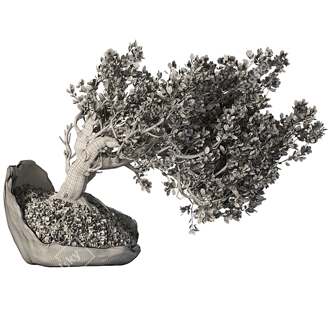 Bonsai Tree with Vase Ensemble 3D model image 7