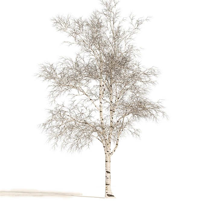 Winter Birch Tree Forest Model 3D model image 2