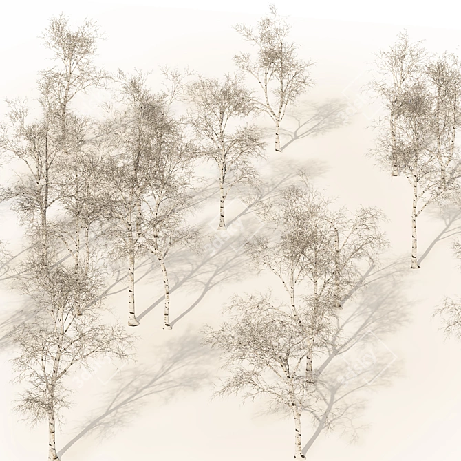 Winter Birch Tree Forest Model 3D model image 3